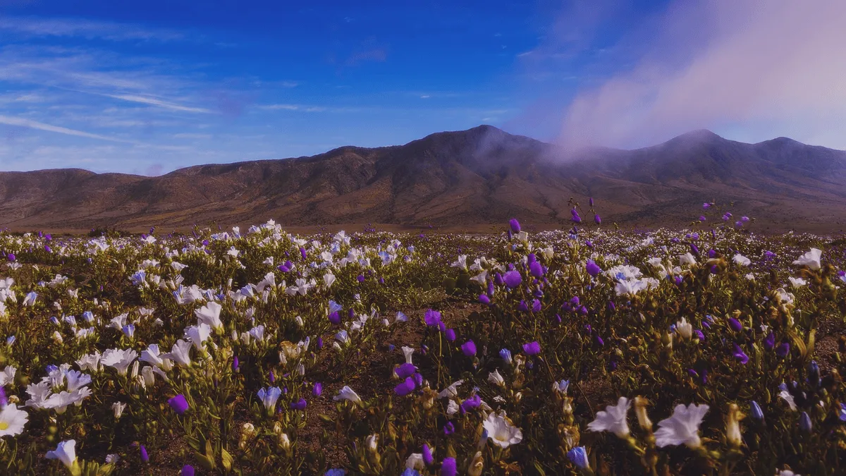 Deserto do Atacama pode registrar grande floração após chuvas