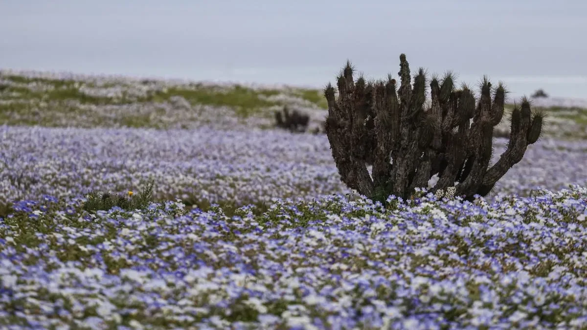 Chuvas do El Niño fazem florescer áreas do deserto do Atacama