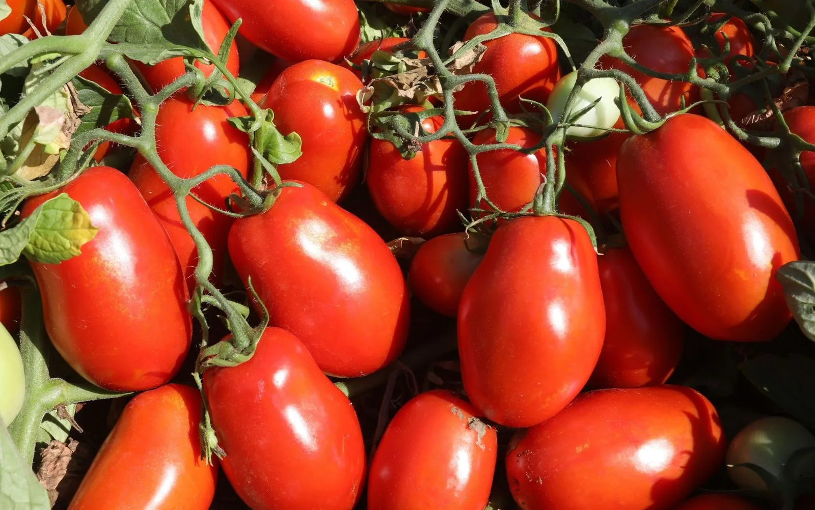Silvânia lidera produção nacional de tomate, aponta levantamento do IBGE