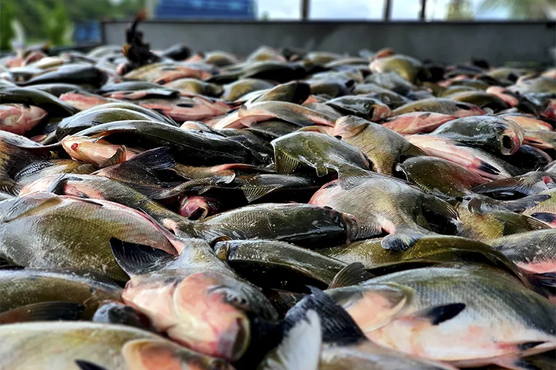 Peixes amazônicos sustentam ecossistemas e comunidades, aponta relatório