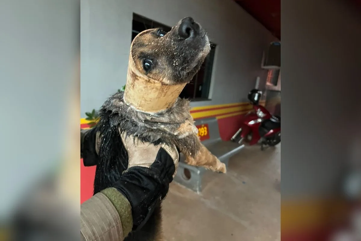 Bombeiros retiram cachorro de tubulação após chuva em Ivinhema