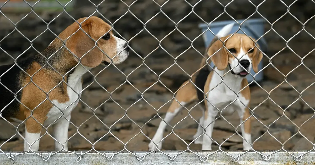 Dognosis transforma reações de cães em dados para pesquisar detecção de câncer