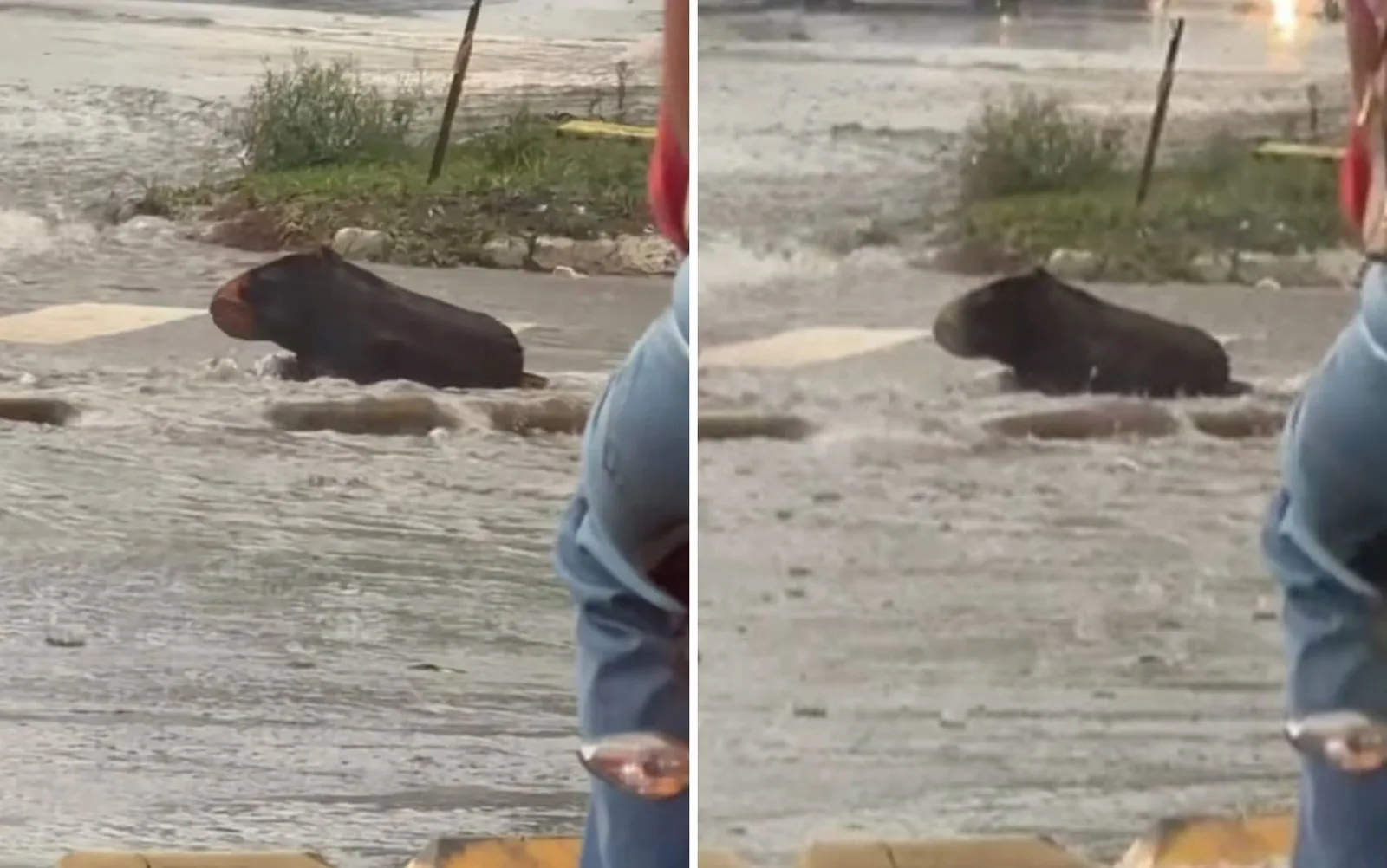 Menina identifica tronco após pai confundir objeto com capivara em Goiânia