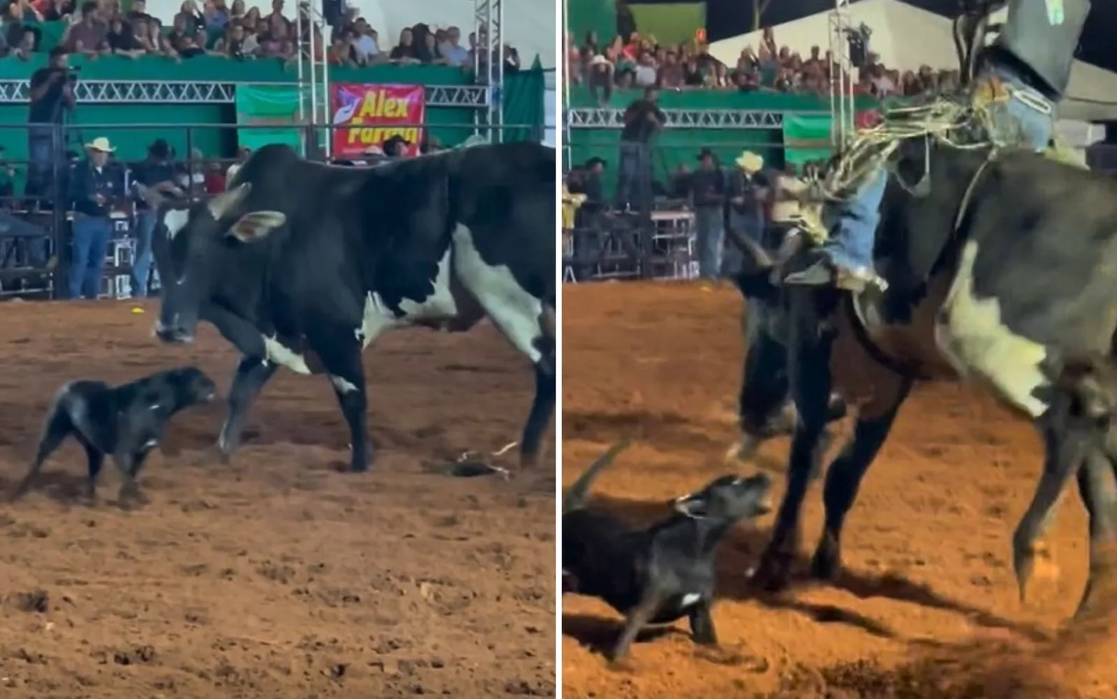 Cadela entra em arena de rodeio e investe contra touro em Goiás