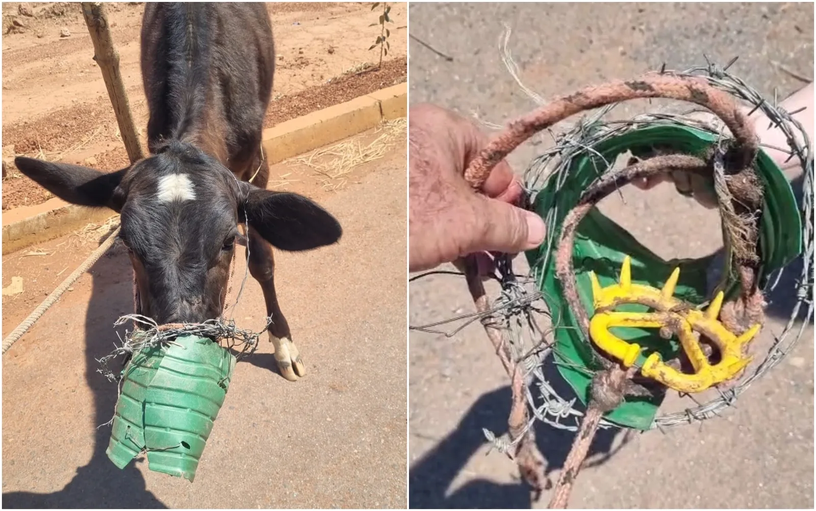 Bezerra é resgatada com arame farpado e galão preso à boca em Goiás