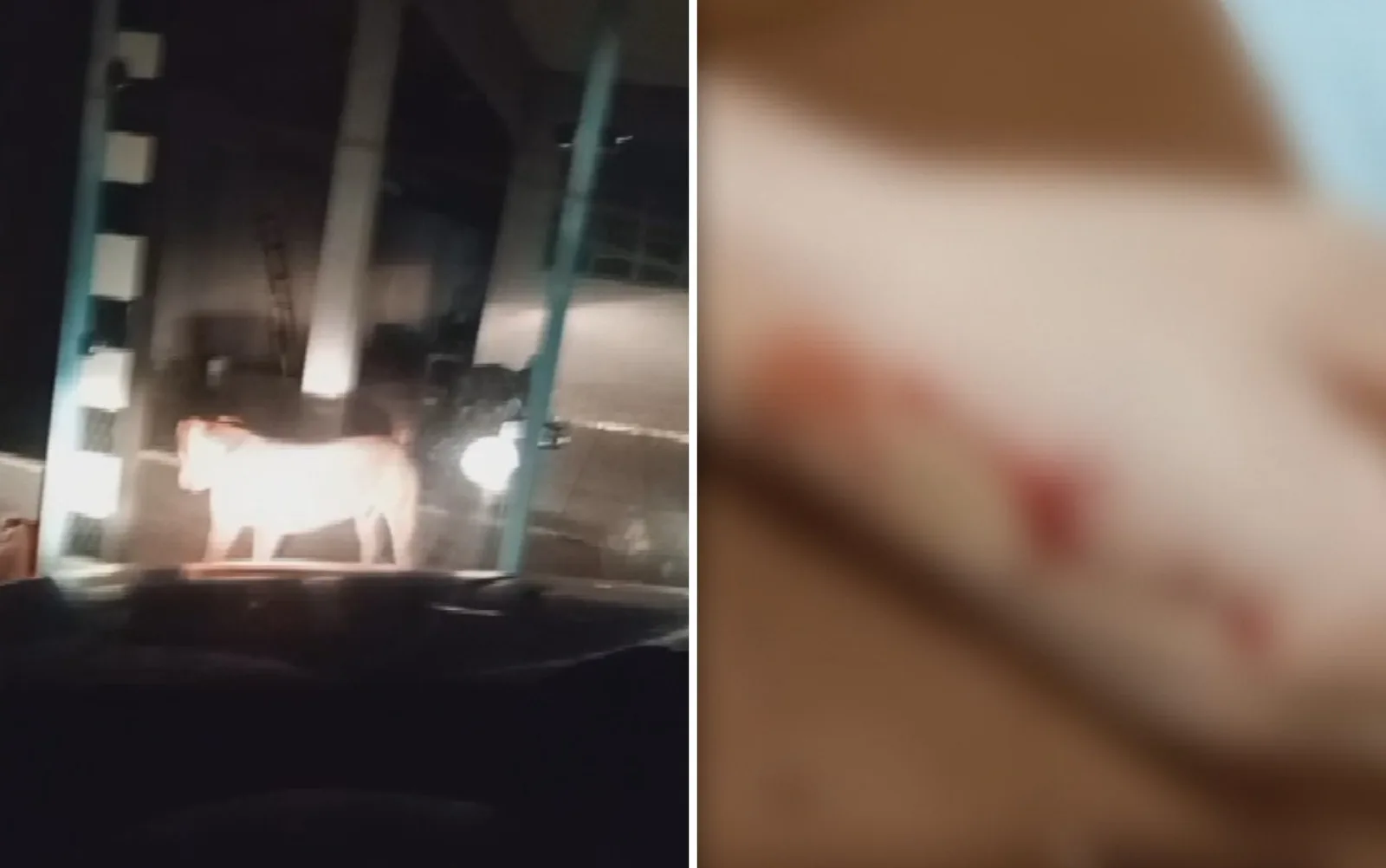 Família dorme em carro após pit bull atacar mulher em Mineiros, em Goiás