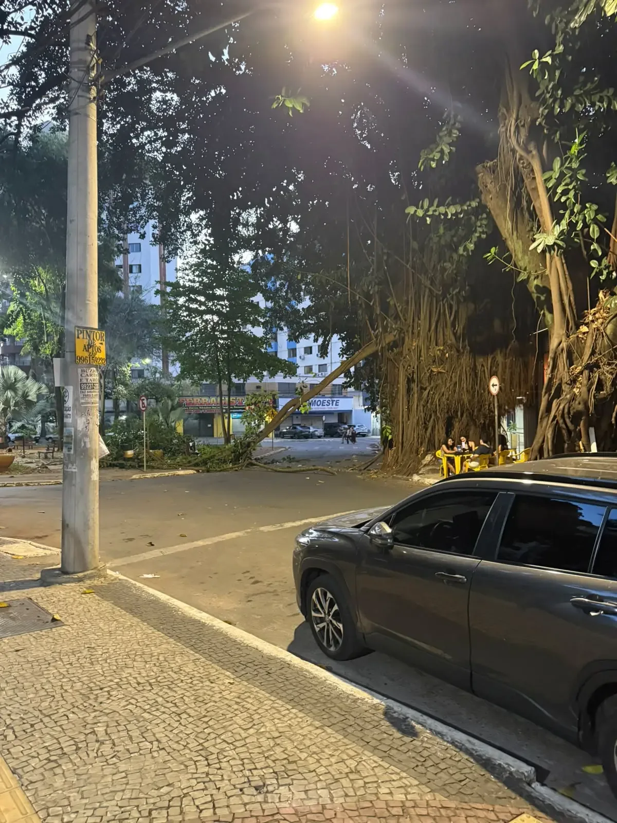 Queda de galho em praça de Goiânia reacende debate sobre árvores de risco