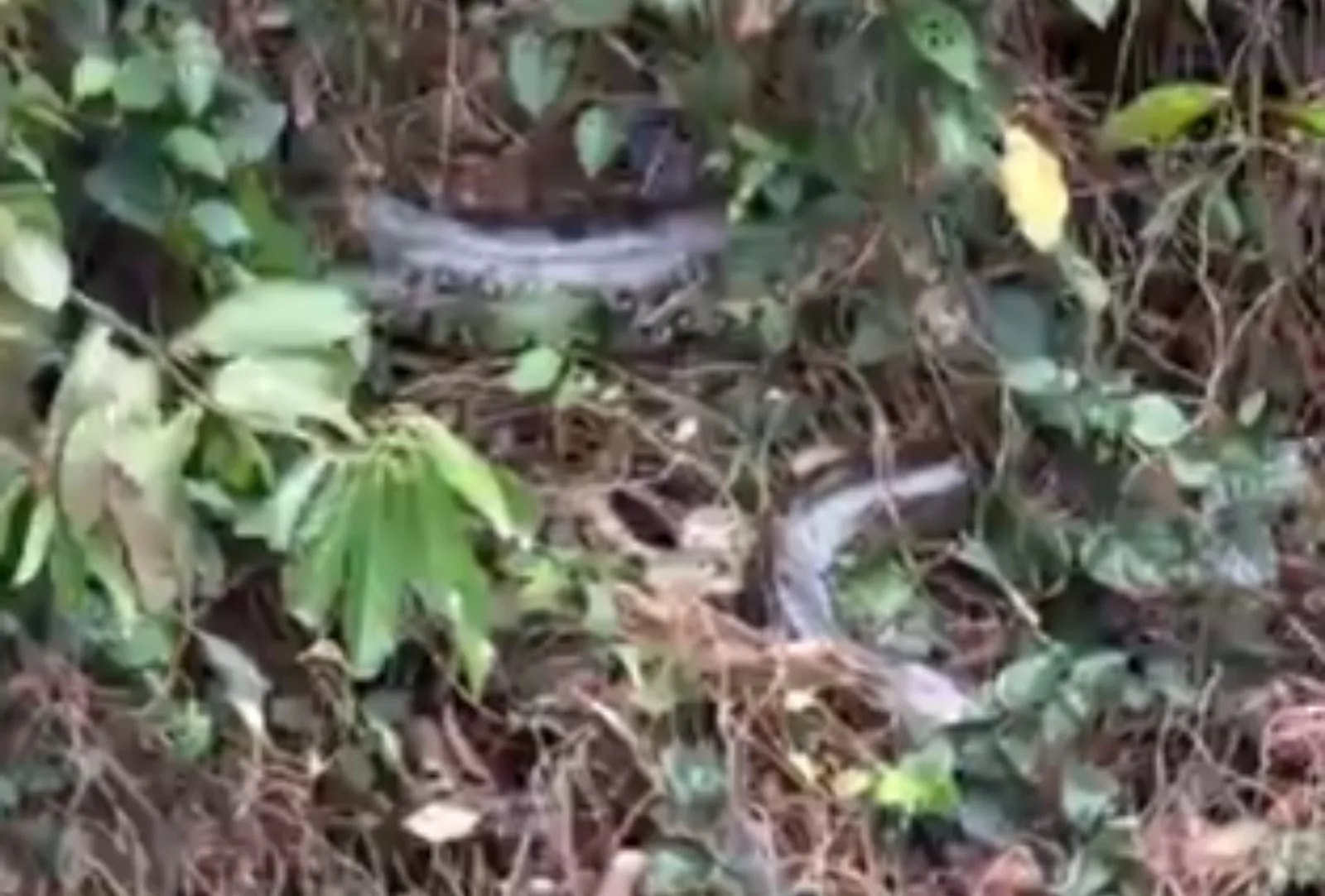 Sucuri de cerca de 6 metros é encontrada às margens do Rio Dourados