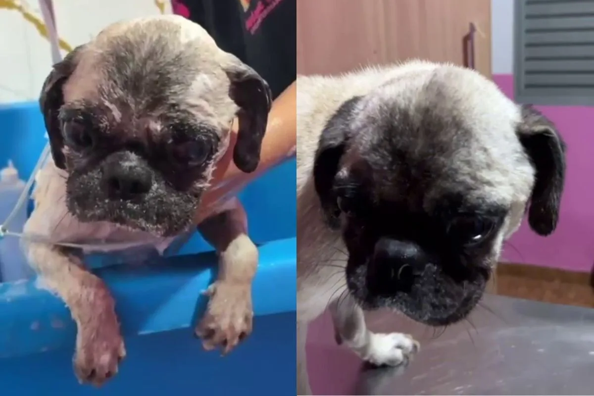 Mulher é presa em Aquidauana após pug ser encontrado ferido e com parasitas