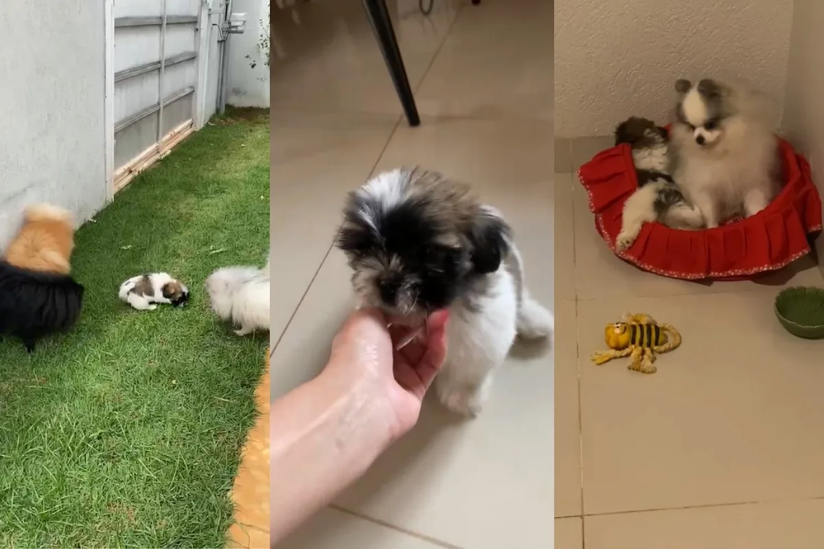 Filhote resgatada após agressão recebe nome e fica em lar temporário em MS