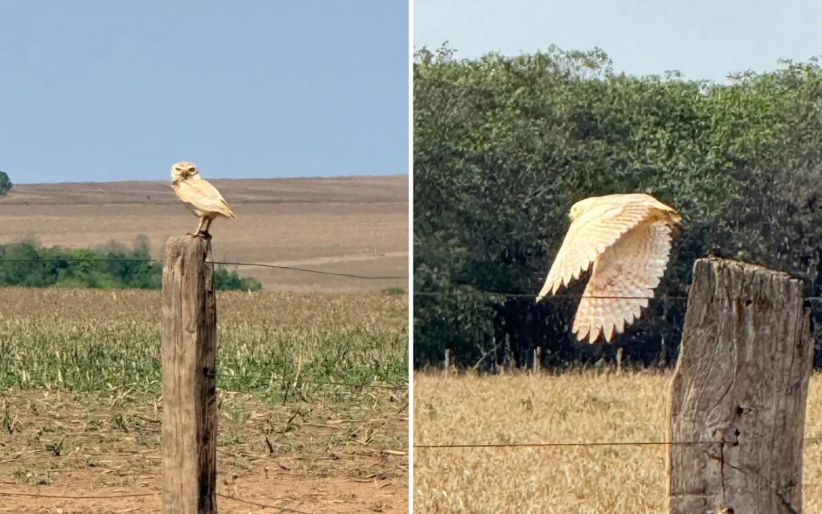 Coruja-buraqueira de penas brancas é fotografada em área rural de Goiás