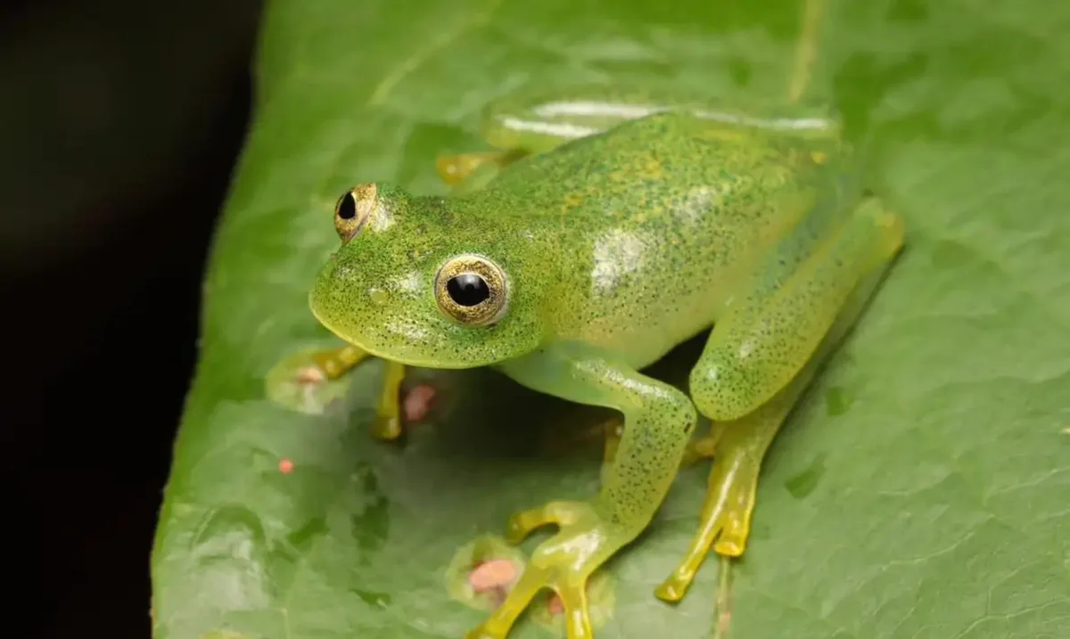 Nova rã-de-vidro é identificada no Cerrado de Goiás