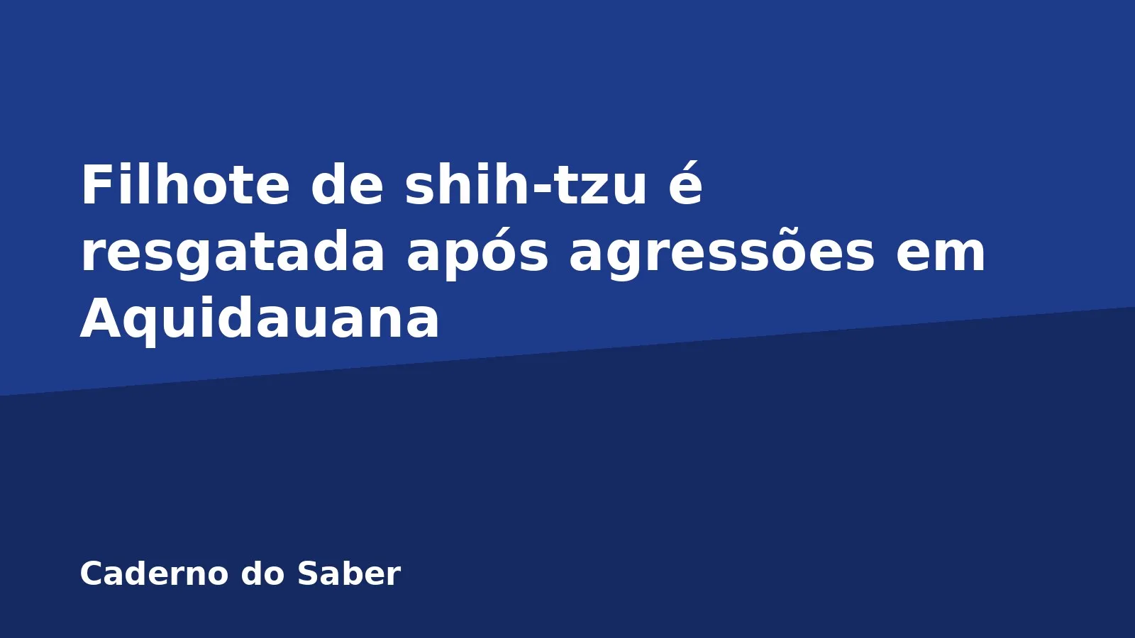 Filhote de shih-tzu é resgatada após agressões em Aquidauana